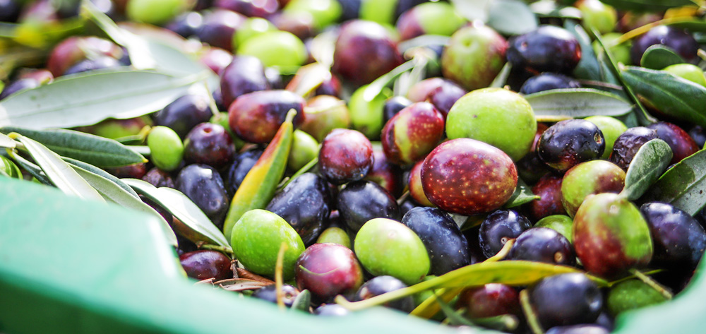 come conservare olio extra vergine